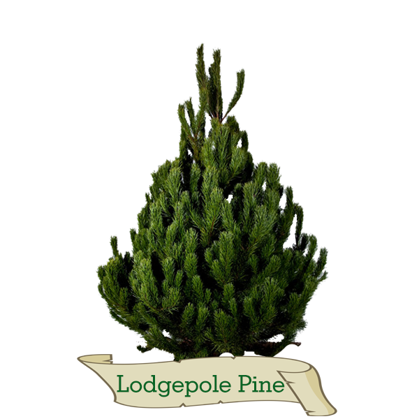 Xmas Trees Glasgow Lodgepole Pine